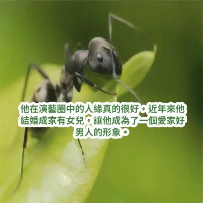 夢見螞蟻在牆上|伊本·西林 (Ibn Sirin) 夢見螞蟻的 20 個最重要的解釋